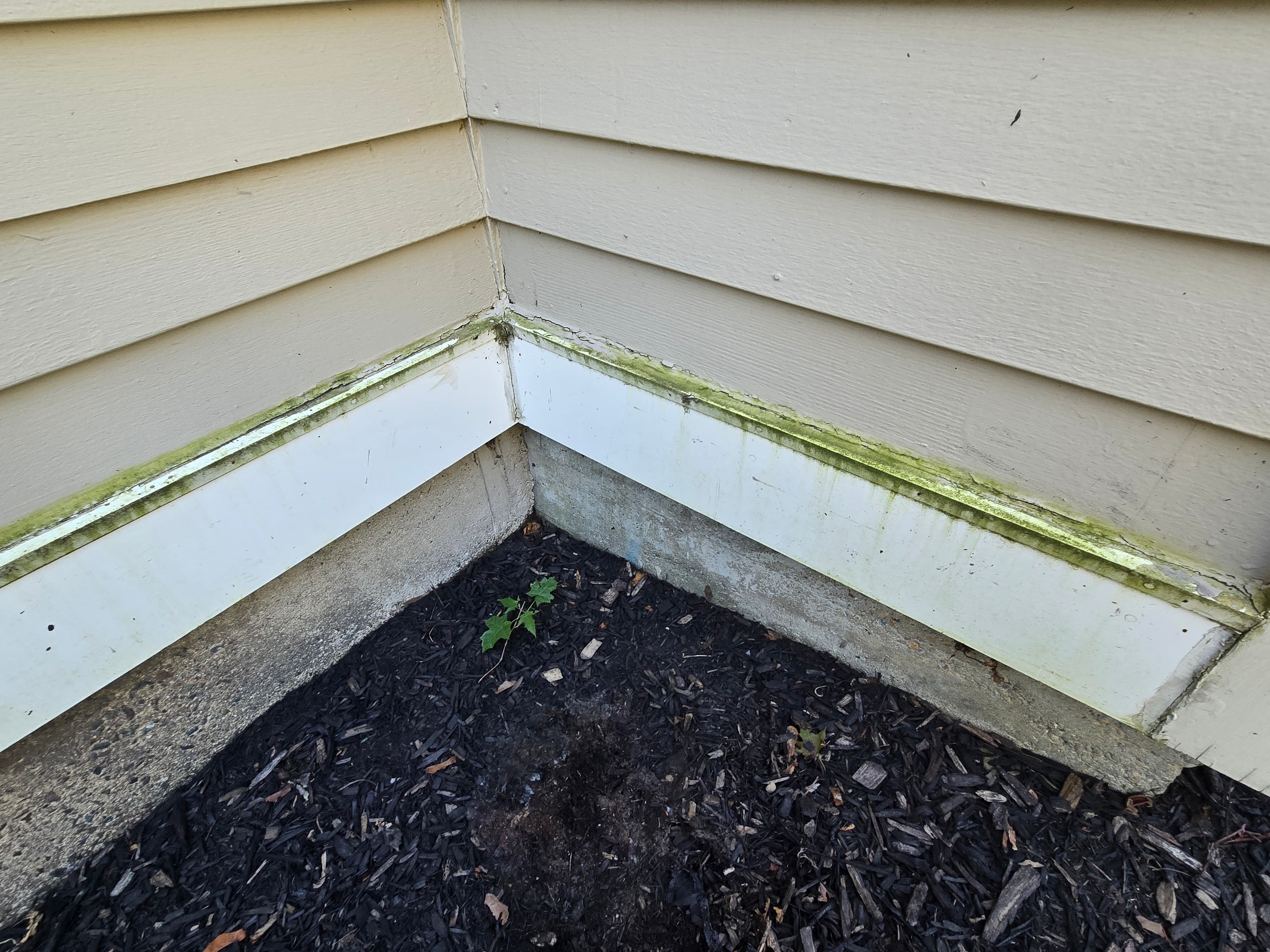 Before: green algae on exterior surface